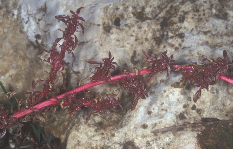 Amaranthus blitoides