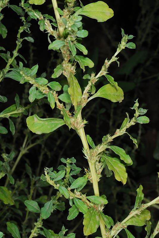 Amaranthus spinosus