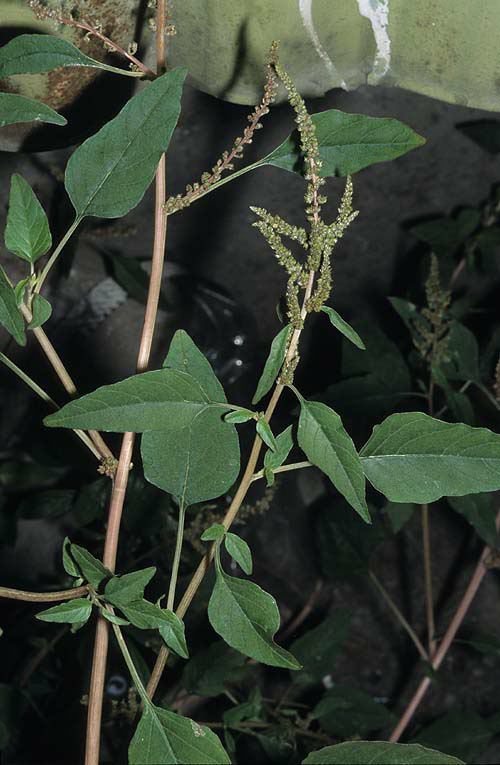 Amaranthus viridis