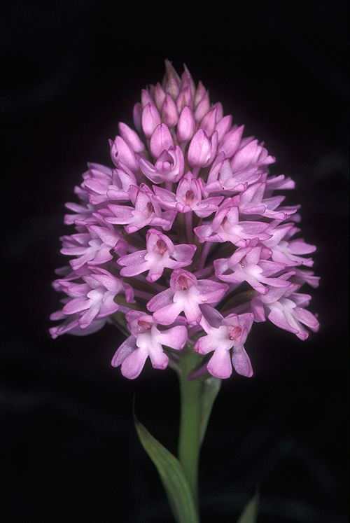 Anacamptis pyramidalis
