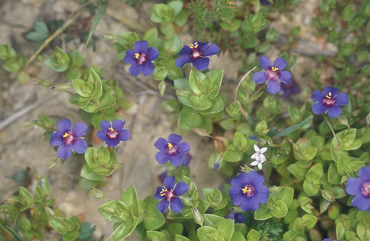 Anagallis arvensis