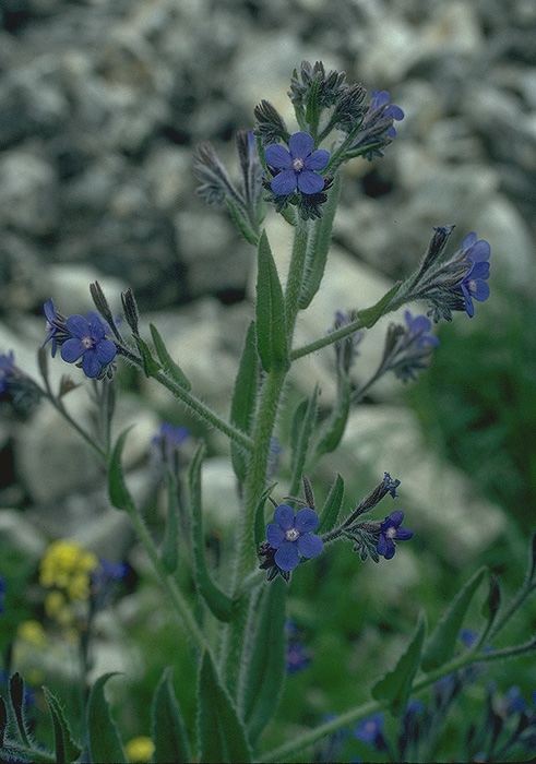 Anchusa azurea