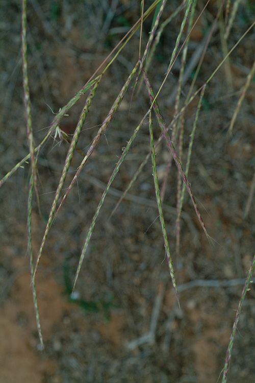 Andropogon distachyos