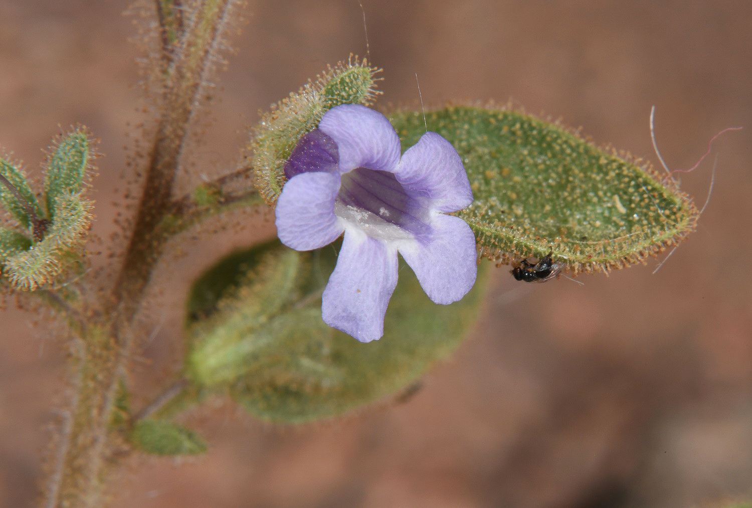 Anticharis glandulosa