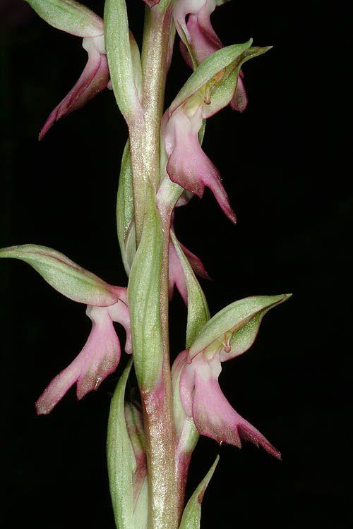 Orchis sancta - Holy Orchid, Palestine Orchid, סחלב קדוש, סחלב קדוש