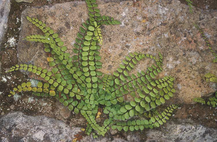 Asplenium trichomanes