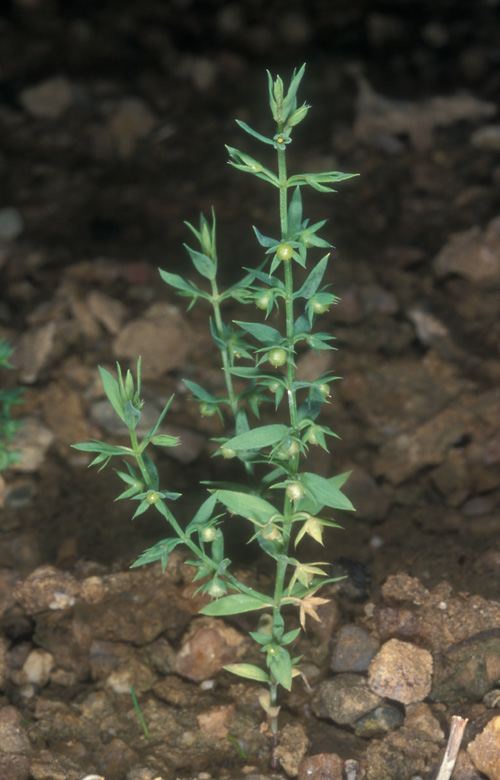 Asterolinon linum-stellatum