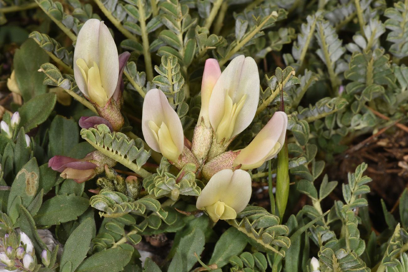 Astragalus angustifolius