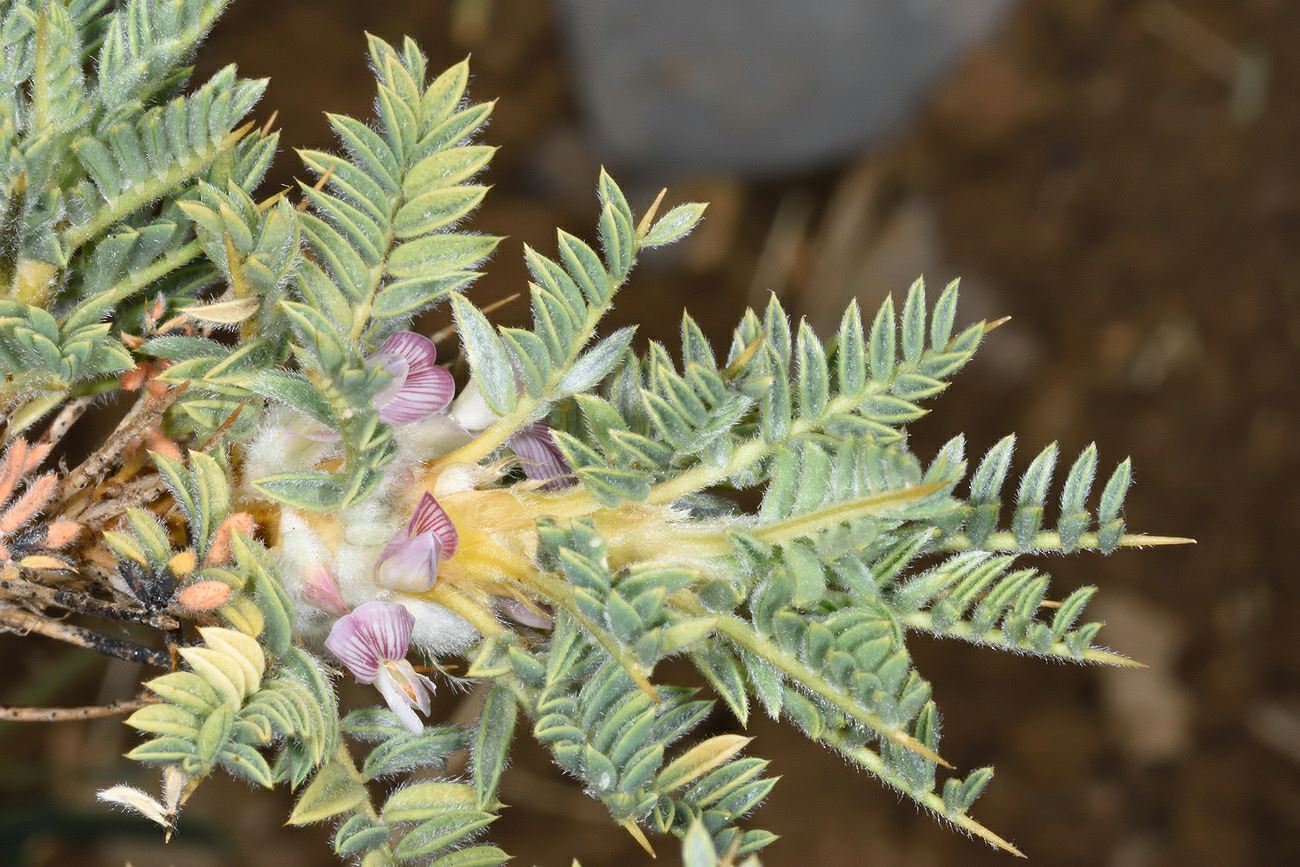 Astragalus echinus