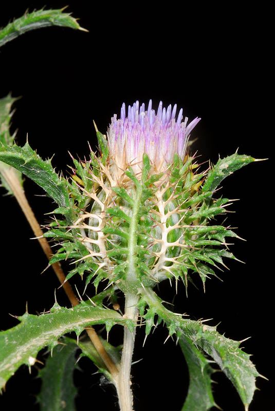 Atractylis cancellata