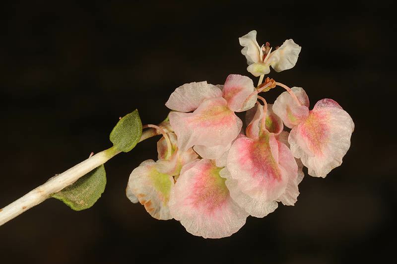 Atraphaxis billardierei