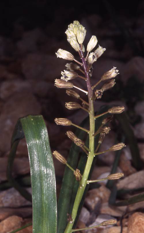 Bellevalia flexuosa