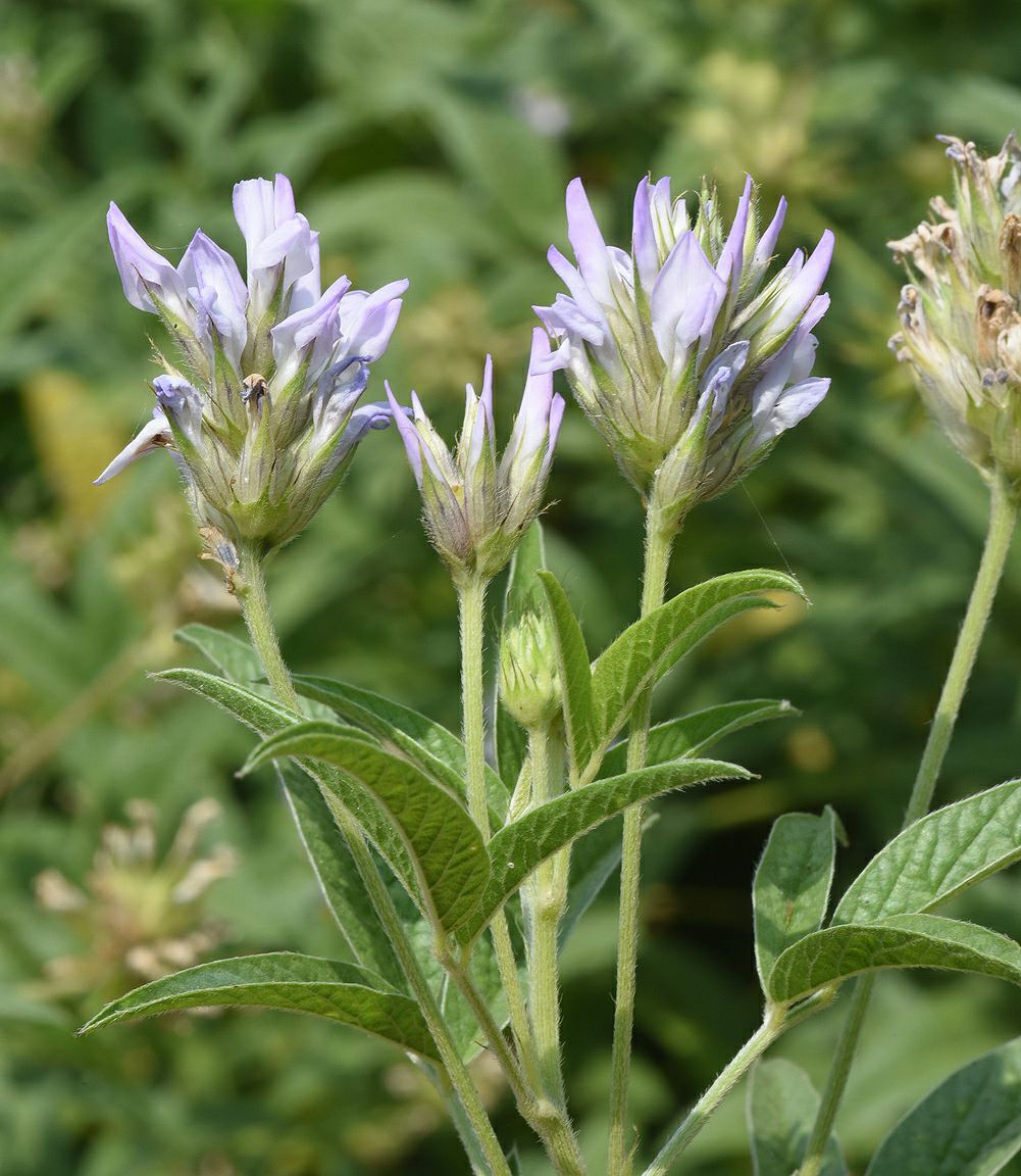 Bituminaria palaestina