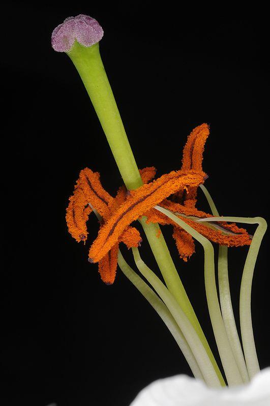 Lilium sp. 'Pink' - שושן (מין לא מוגדר), שושן (מין לא מוגדר)