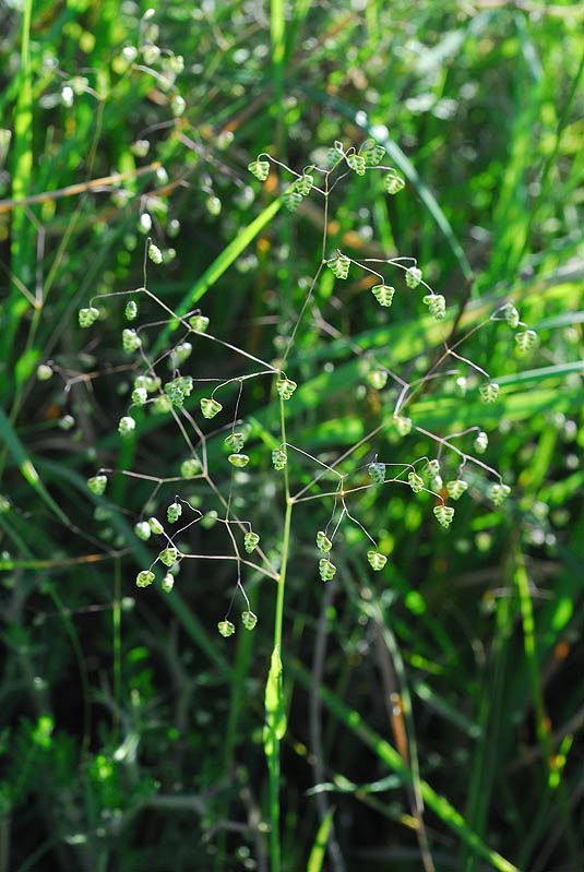 Briza minor