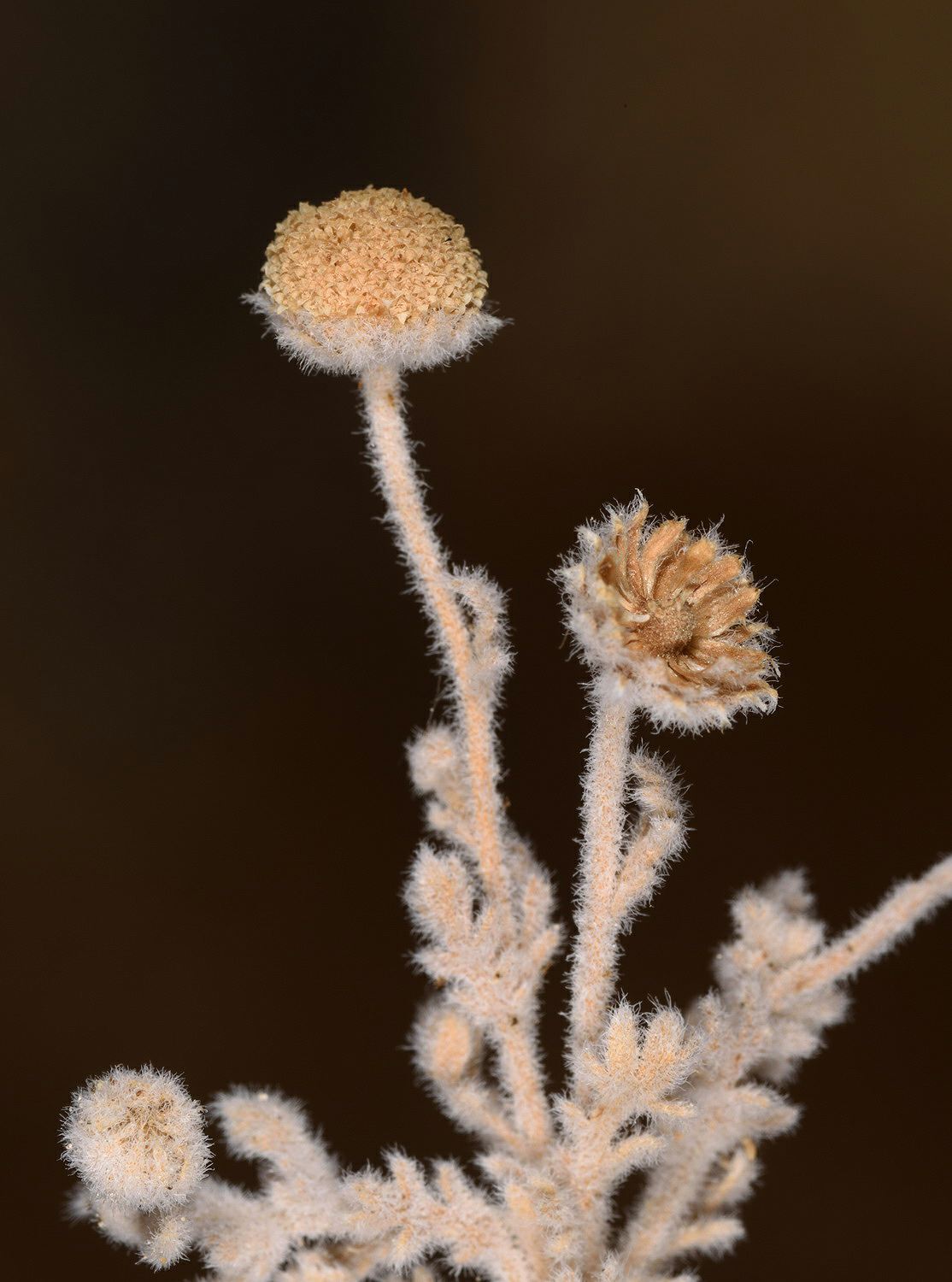 Brocchia cinerea - ברוצ'יה אפורה, Ash Buttons