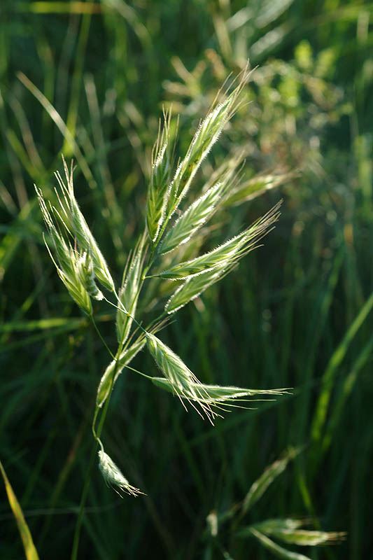 Bromus alopecuros