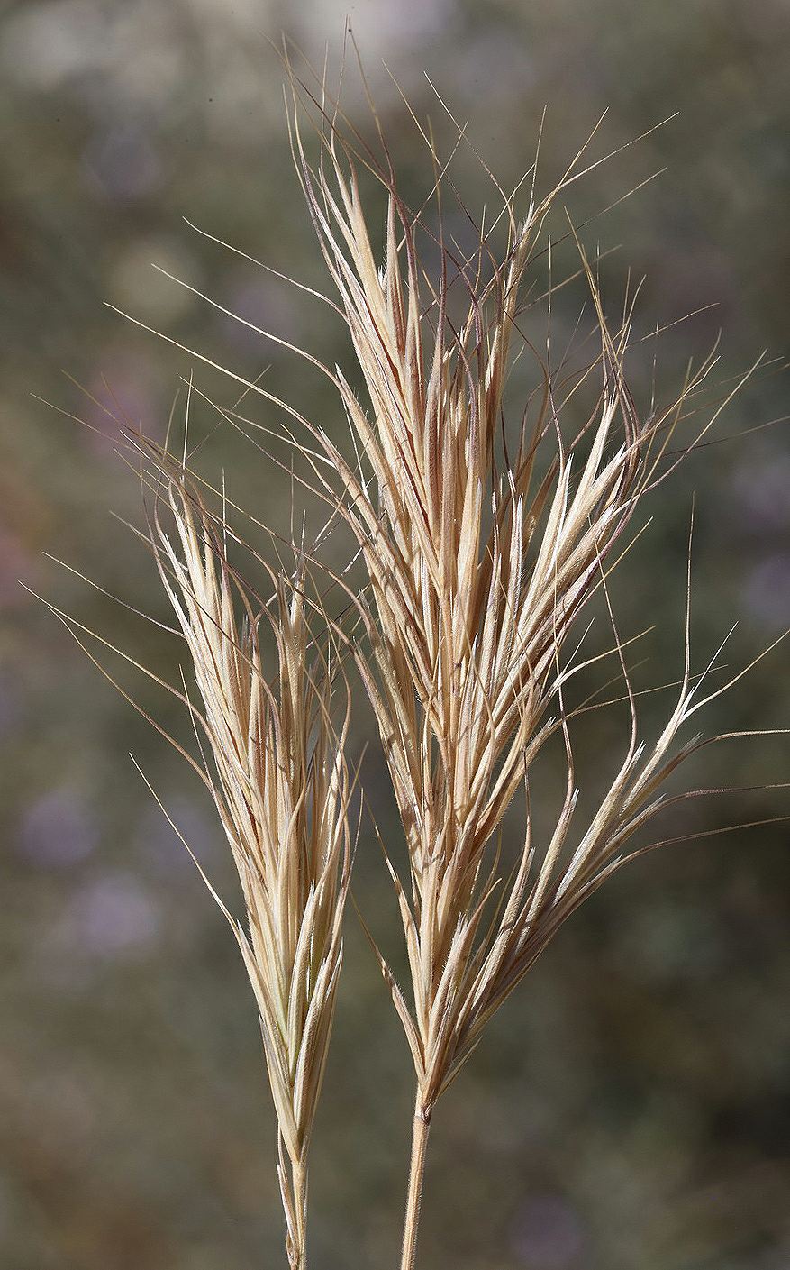 Bromus fasciculatus