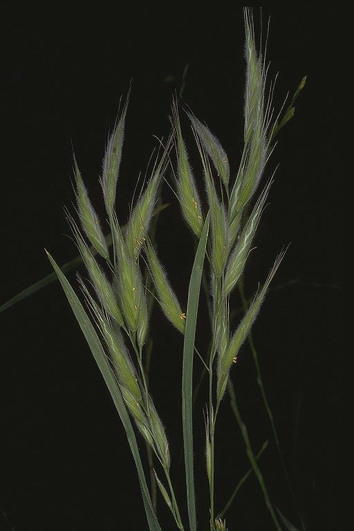 Bromus lanceolatus