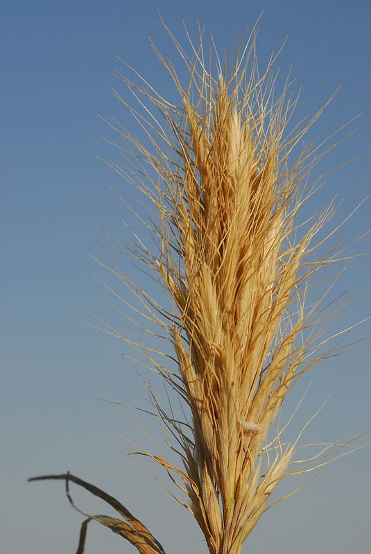 Bromus scoparius