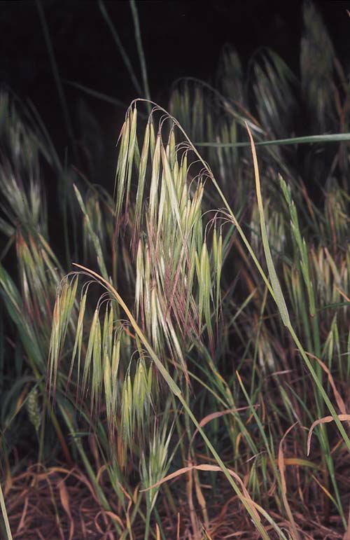 Bromus tectorum