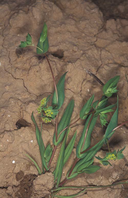 Bupleurum lancifolium