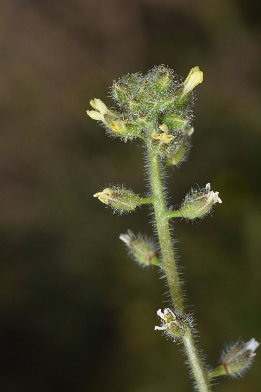 Camelina hispida