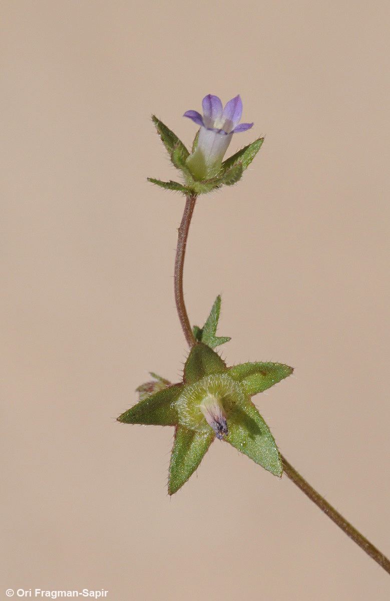 Campanula erinus