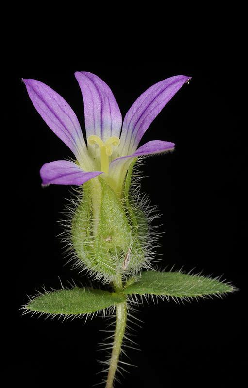 Campanula hierosolymitana