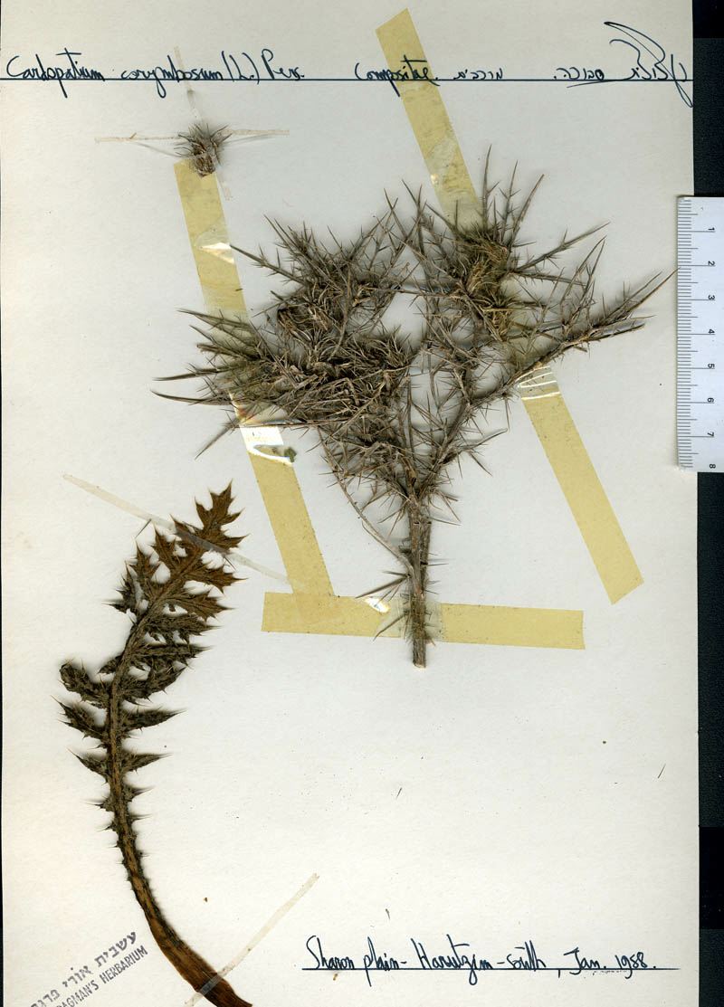 Cardopatium corymbosum