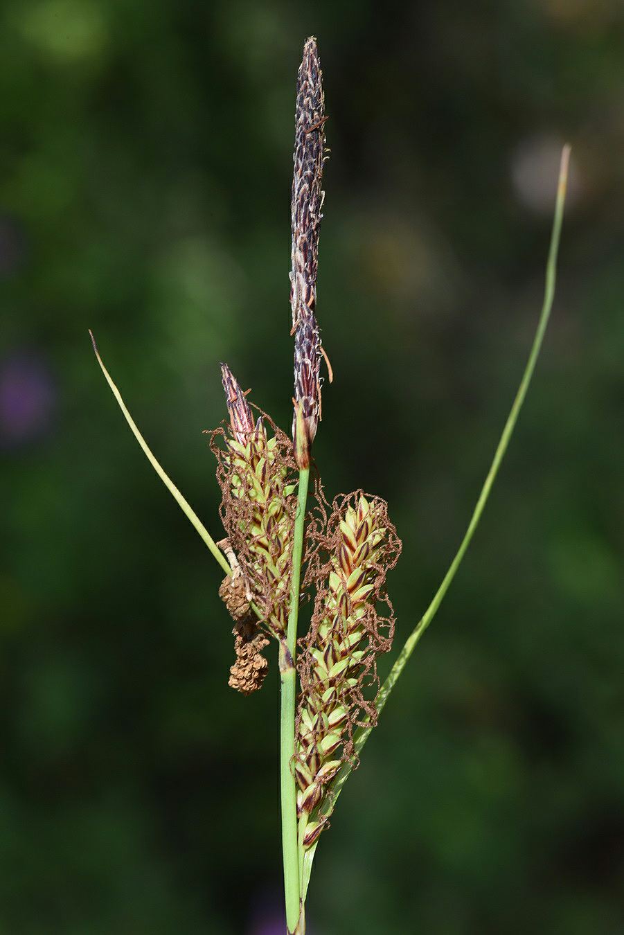 Carex flacca