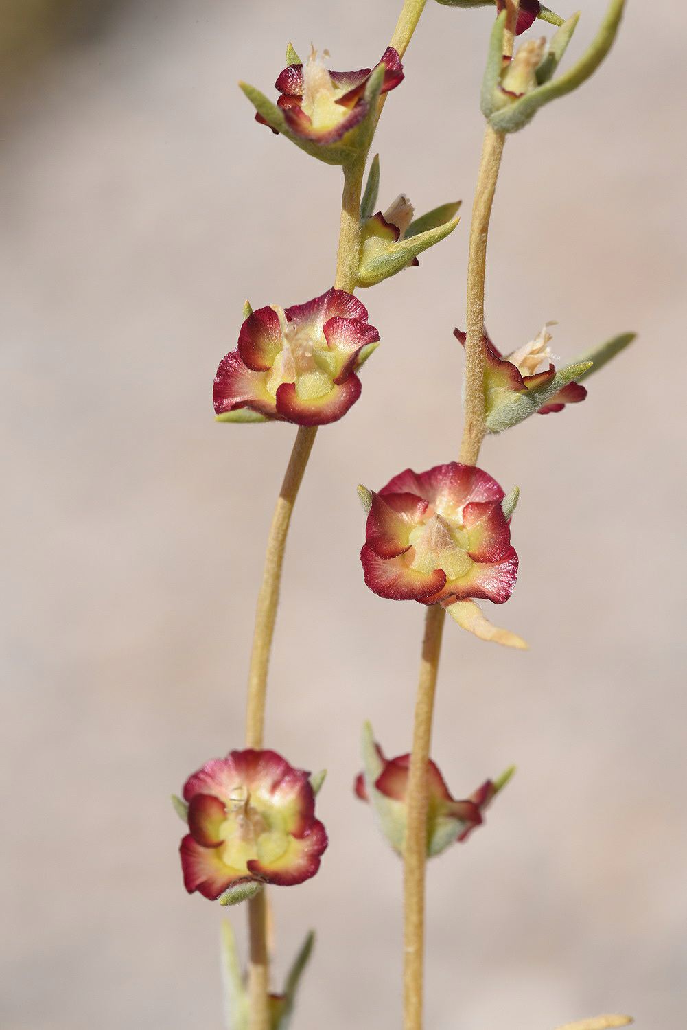 Caroxylon canescens