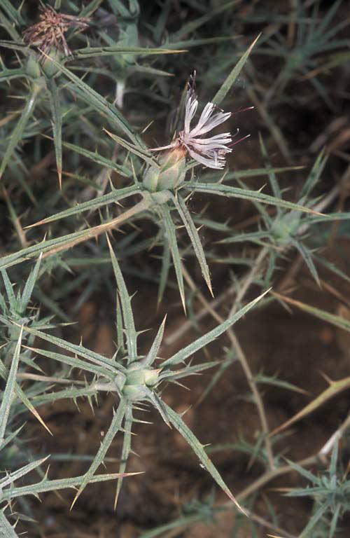 Carthamus tenuis