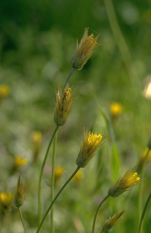 Catananche lutea