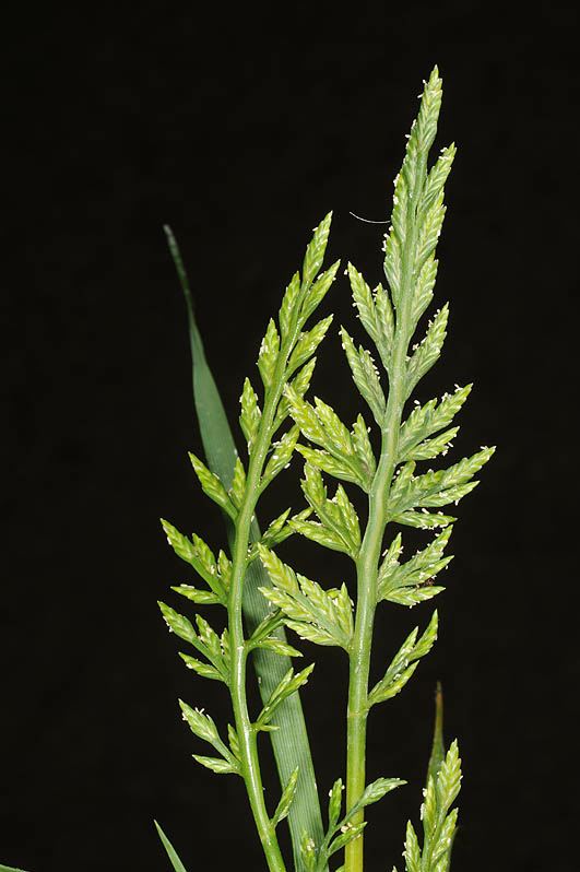 Catapodium rigidum