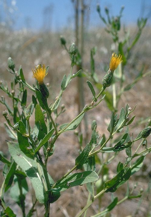 Centaurea ascalonica
