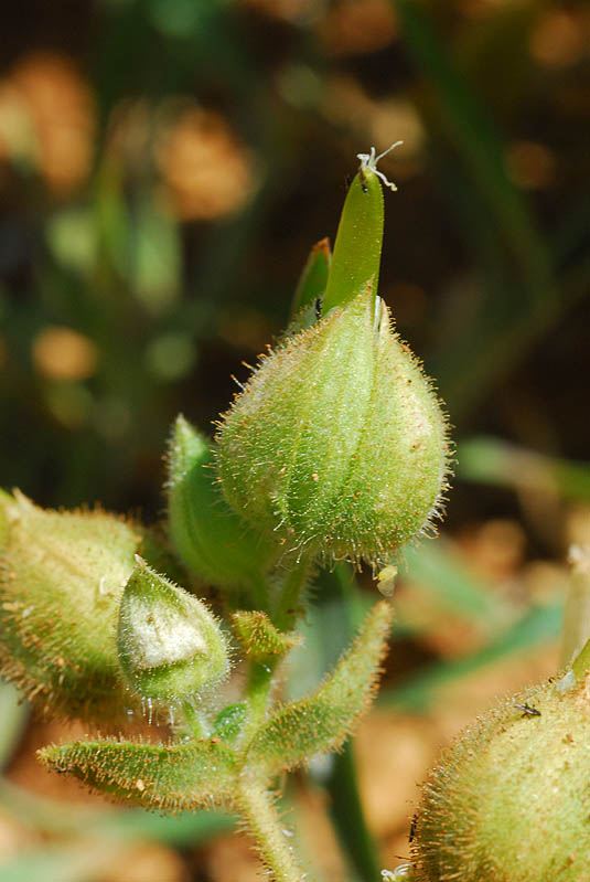 Cerastium inflatum