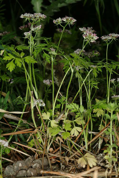 Chaetosciadium trichospermum