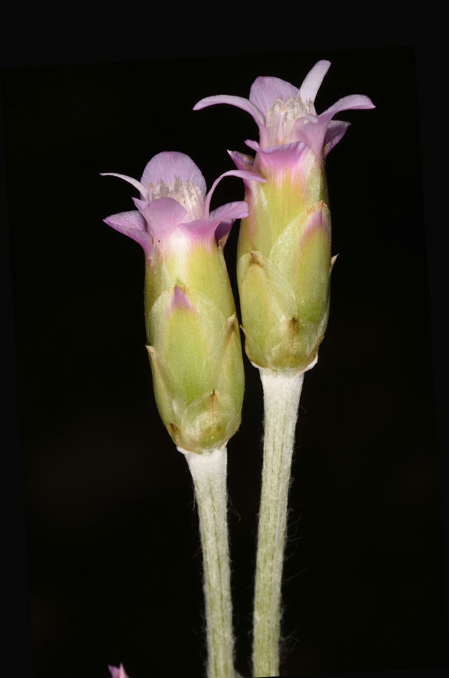 Chardinia orientalis