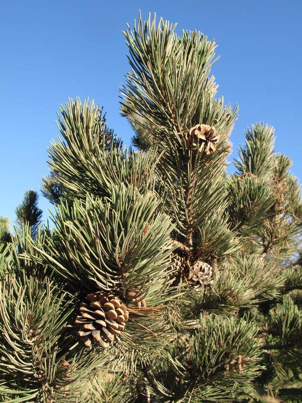 Pinus nigra - Austrian Black Pine, European Black Pine, Black Pine, Austrian Pine, אורן שחור, אורן שחור