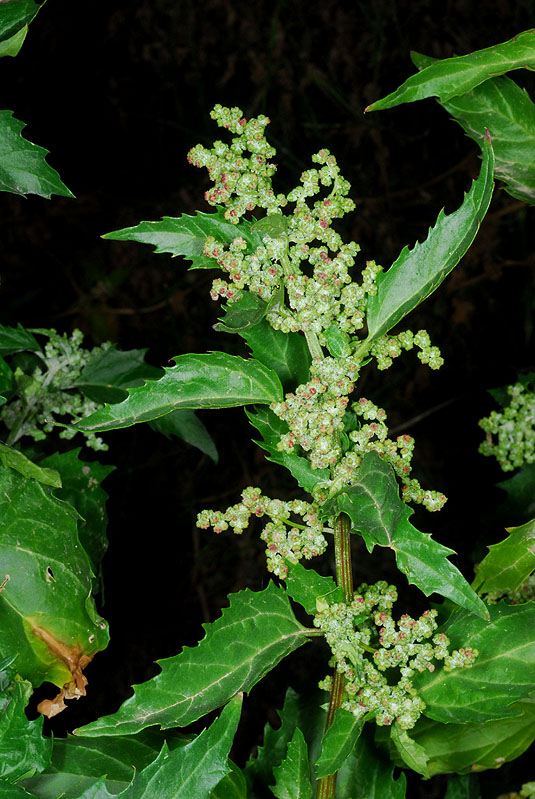 Chenopodium murale