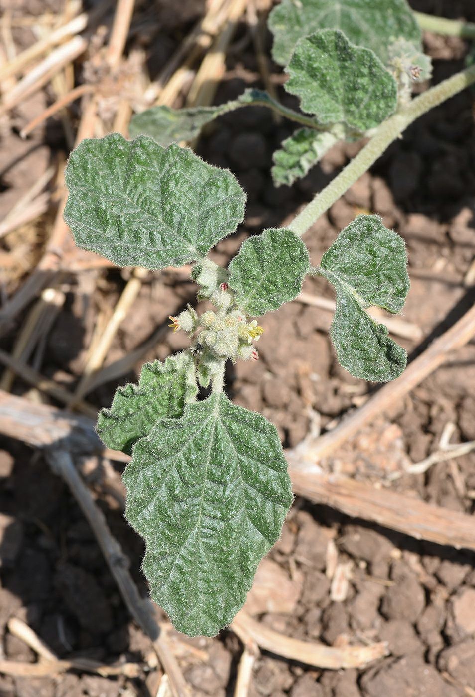 Chrozophora plicata
