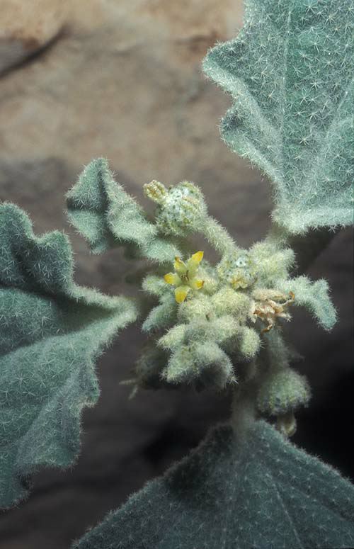 Chrozophora tinctoria