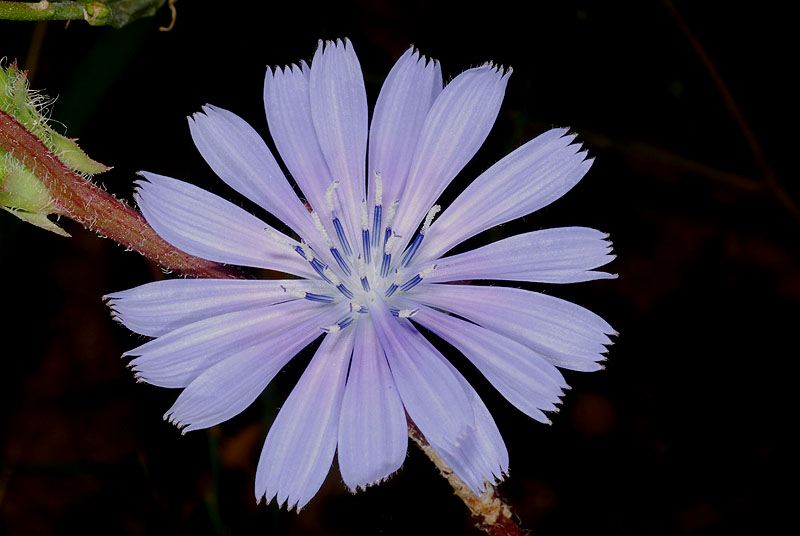 Cichorium endivia