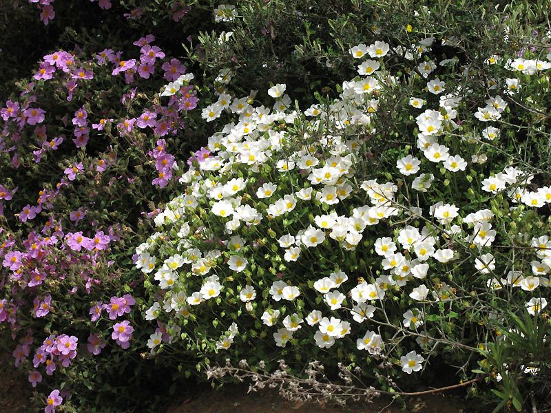 Cistus salviifolius