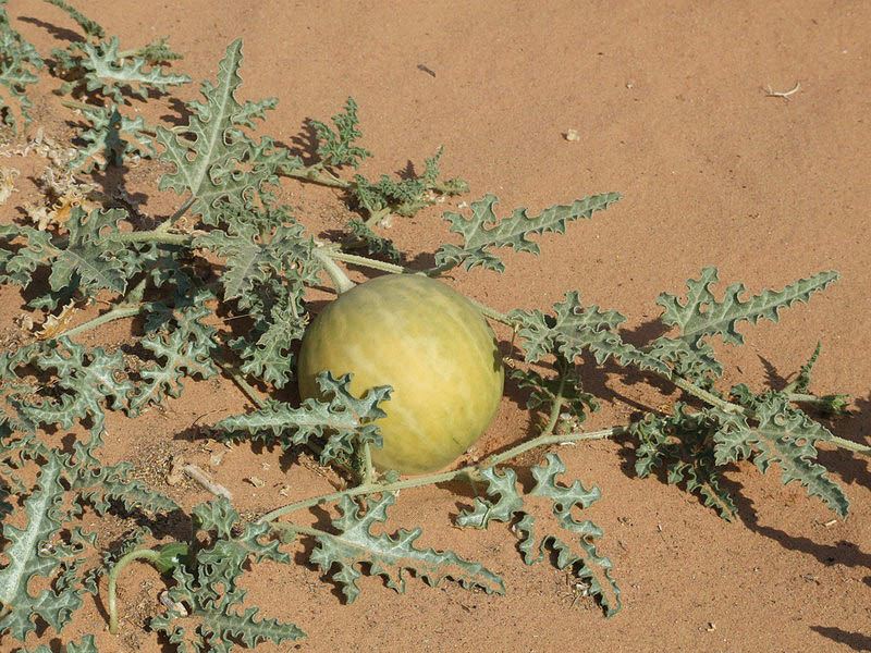 Citrullus colocynthis