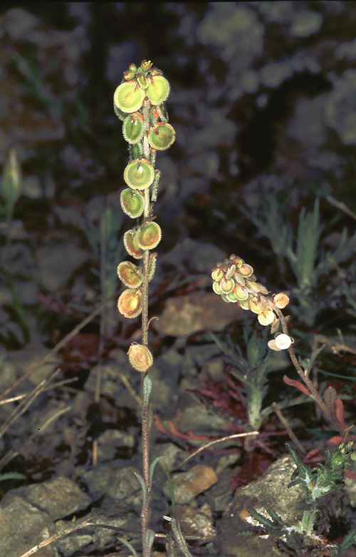 Clypeola jonthlaspi