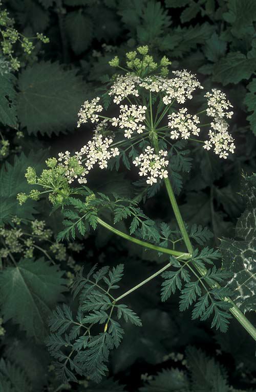 Conium maculatum