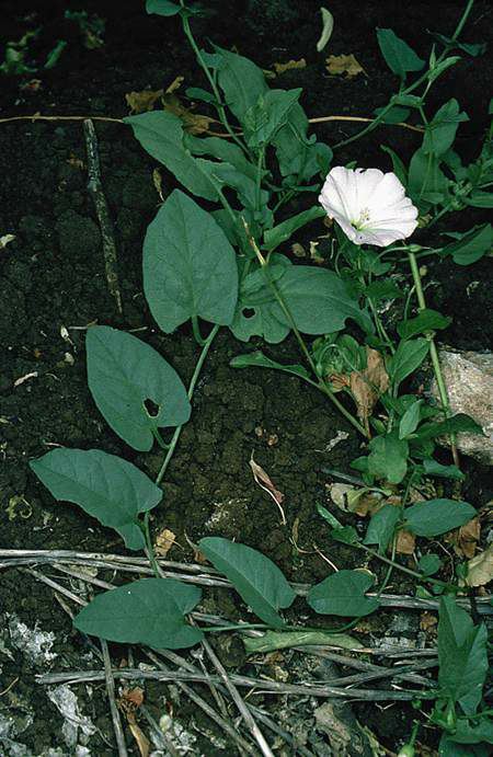 Convolvulus arvensis