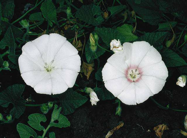 Convolvulus betonicifolius